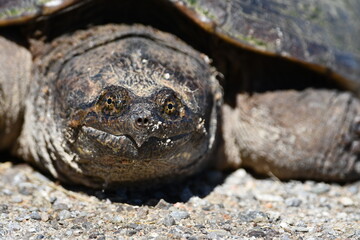 Close up portrait of a snapping turtle