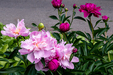 Fototapeta na wymiar Closeup of beautiful pink Peonie flower