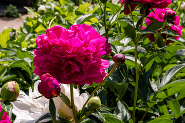 Closeup of beautiful red Peonie flower