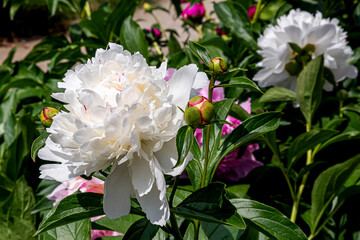 Closeup of beautiful white Peonies flower