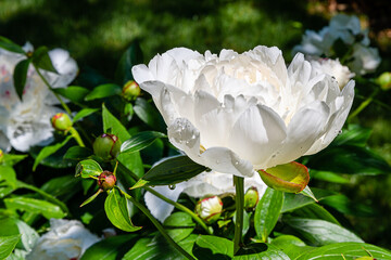 Closeup of beautiful white Peonies flower © Yan