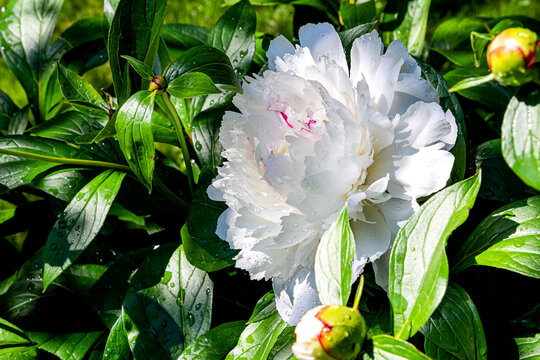 Closeup of beautiful white Peonies flower