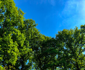 Obraz premium trees and sky