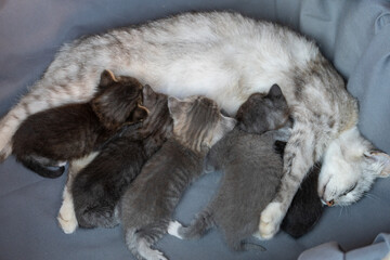 Mom cat next to kittens. Little newborn kittens with mother on the three week of life