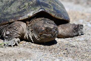 Close up portrait of a snapping turtle