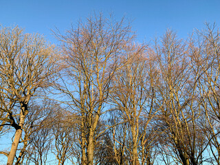 trees and sky