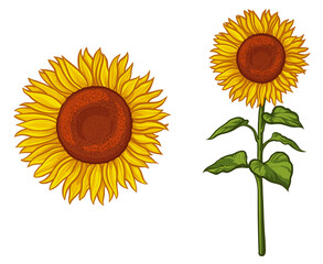 Yellow sunflower isolated on white background. Vector illustration.