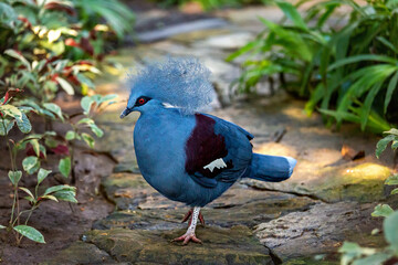 Blue crowned dove. Bali. Indonesia