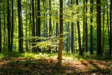 Fototapeten Summer beech forest © alexugalek