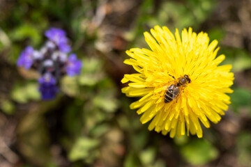 Honey bee on a dandelion flower. Summer wildflowers background.