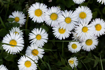 Fototapeta premium White blooming daisies in field.