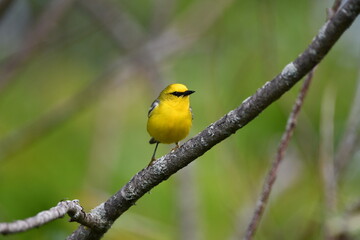 Blue-winged Warbler perched on a branch in a meadow 