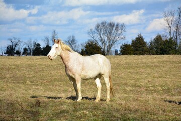 Obraz premium white horse in the field
