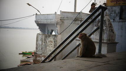 Wild monkeys in the cities of India
