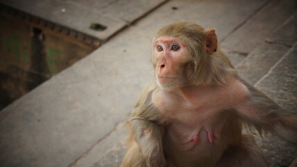 Wild monkeys in the cities of India