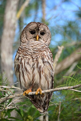 Barred Owl - Strix varia - perched on cypress tree in Everglades National Park, Florida on clear sunny summer morning.