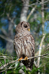 Barred Owl - Strix varia - perched on cypress tree in Everglades National Park, Florida on clear sunny summer morning.
