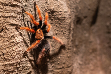 exotic spider in a terrarium.