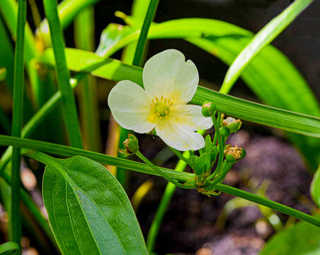 Beautiful small white flower of echinodorus-pellucidus it is an aquatic plant