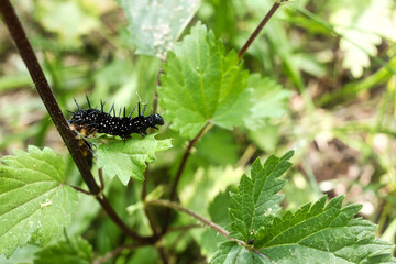 Raupe - Tagfauenauge