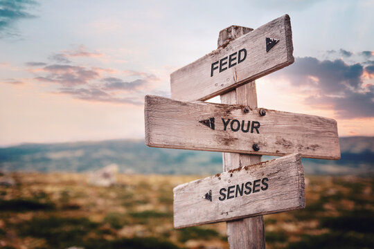feed your senses text quote caption on wooden signpost outdoors in nature. Stock sign words theme.
