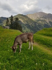 Fototapeta premium cow on the meadow