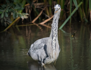 Graureiher im Wasser