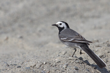 Wagtail, Hiking Storaberget, Norway