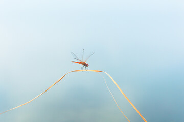 Dragonfly holding on brown leaf blue in background