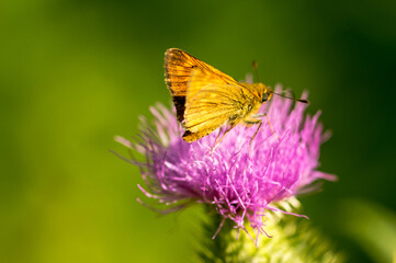 close-up of a butterfly of the genus Brown Skipper
(Thymelicus indet) on a lilac colored thistle flower
