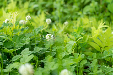 A bee looking for nectar on a green clover flower