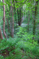 Fallen Tree in Woodland covered in Wild Galic during Springtime. Durham, County Durham, England, UK.