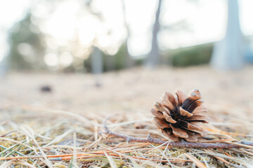 松ぼっくり拾い
