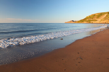 Lonely Beech at Runswick Bay on a Sunny Day, North Yorkshire, England, UK.