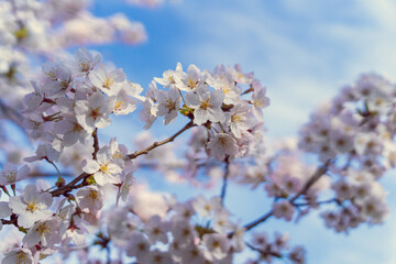 青空桜