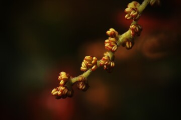 Natureza