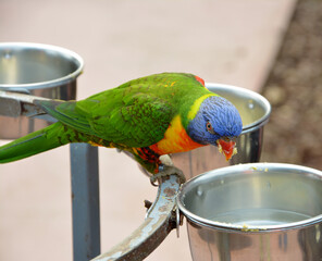 Rainbow lorikeet parrot during meal time