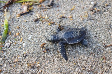 baby turtle