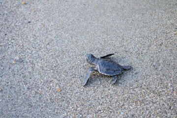 baby turtle