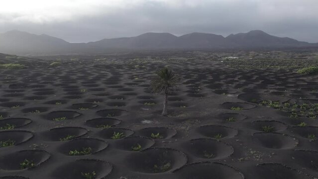 La Geria Lanzarote