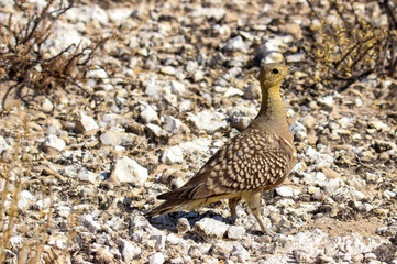Male Namaqua Sandgrouse, Kgalagadi
