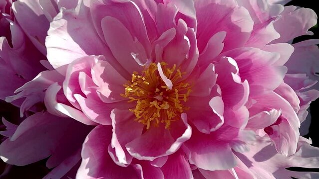 pink peony bud closeup on a sunny day
