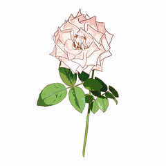 isolated light pink rose with leaves on white background, flower vector illustration, valentine symbol - 510415401