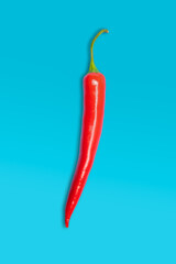 Single red chili pepper on blue background with copy space