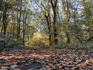 forest scene with sunbeams in a german forest