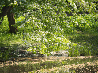 bird cherry over water