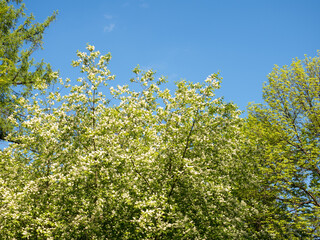 Fototapeta na wymiar blossoming bird cherry in spring