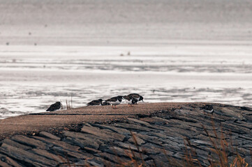 waterfowl on a breakwater north sea beach wadden sea cuxhaven