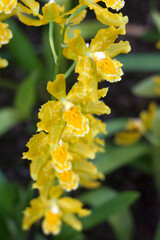 Odontoglossum geyser gold orchids. Close-up with narrow depth of field
