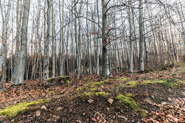 piece of forest during late winter in german eifel